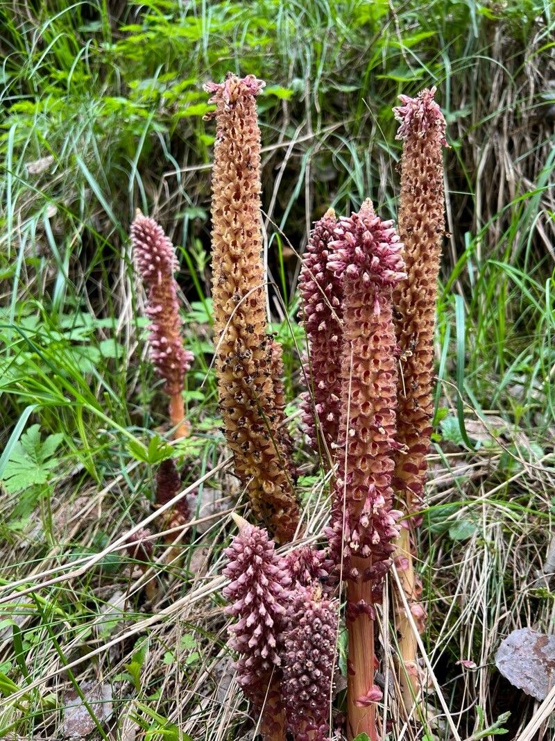 Lathraea rhodopea flower