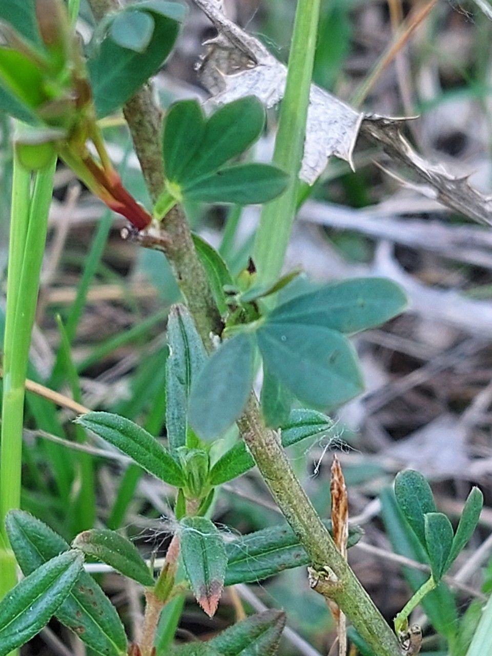 Cytisus purpureus leaf