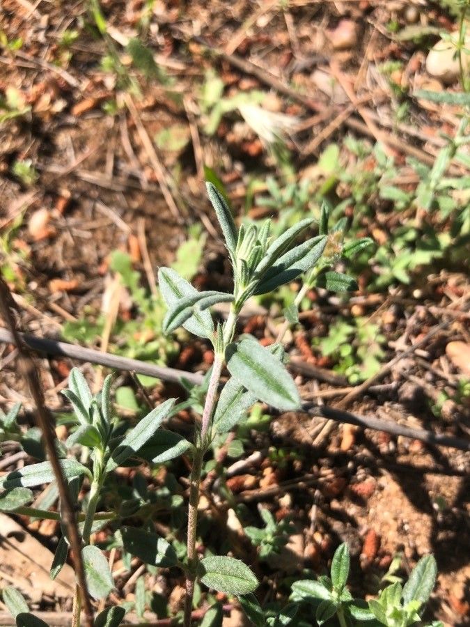 Helianthemum asperum leaf
