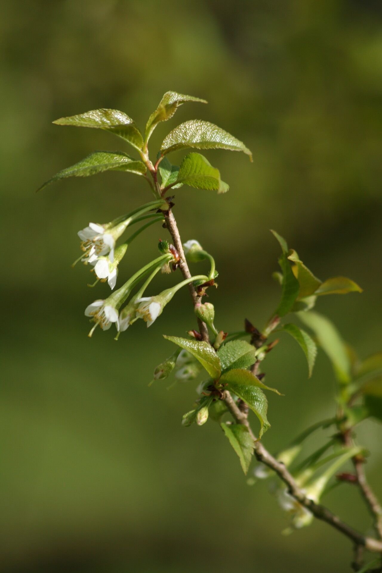 Prunus trichostoma flower