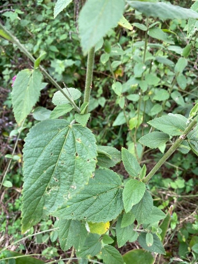 Hibiscus meyeri — search result for 'Hibiscus'