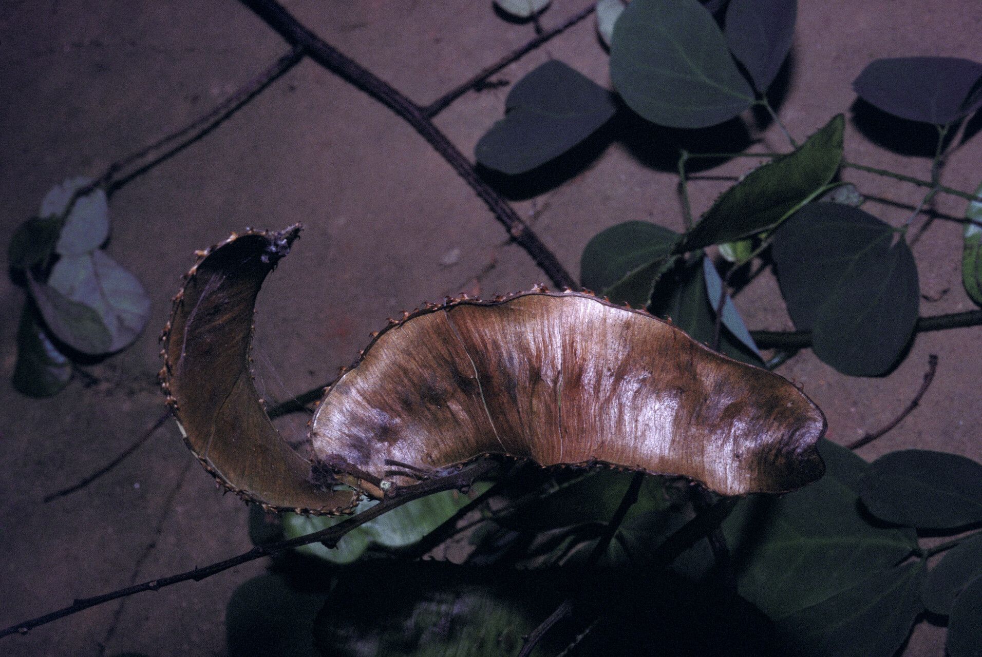 Mimosa guilandinae fruit