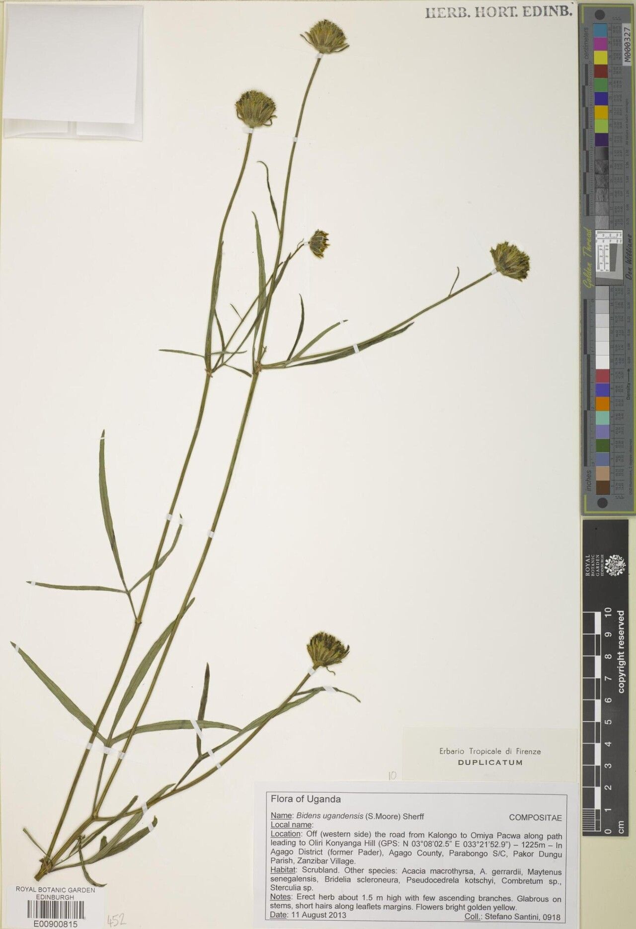 Bidens ugandensis — houseplant care guide