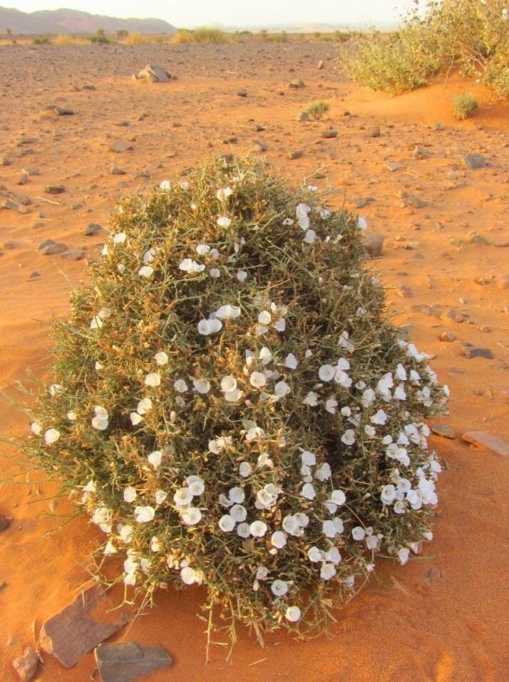 Convolvulus trabutianus — search result for 'Convolvulus'
