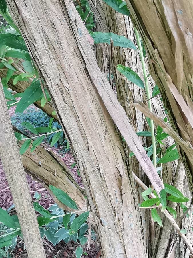 Buddleja alternifolia bark