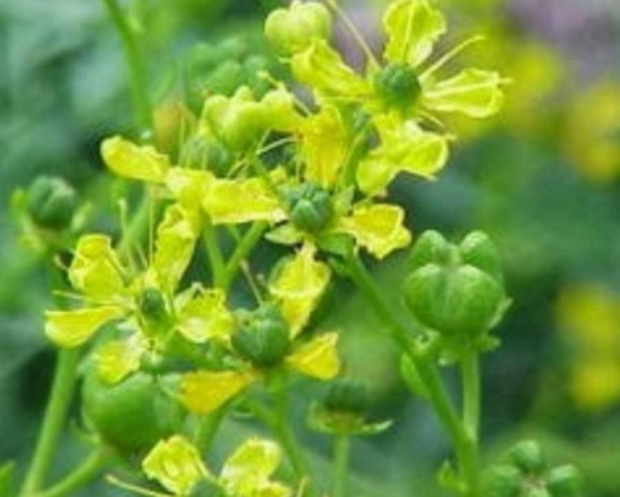 Angostura trifoliata — houseplant care guide