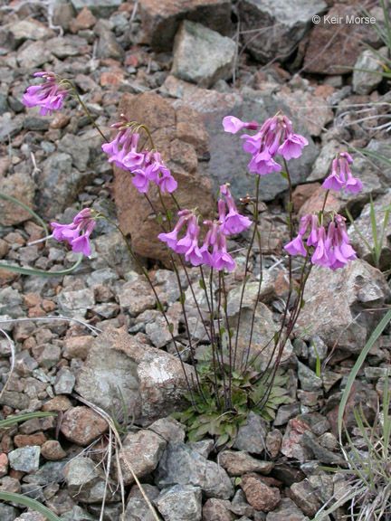 Arabis aculeolata habit