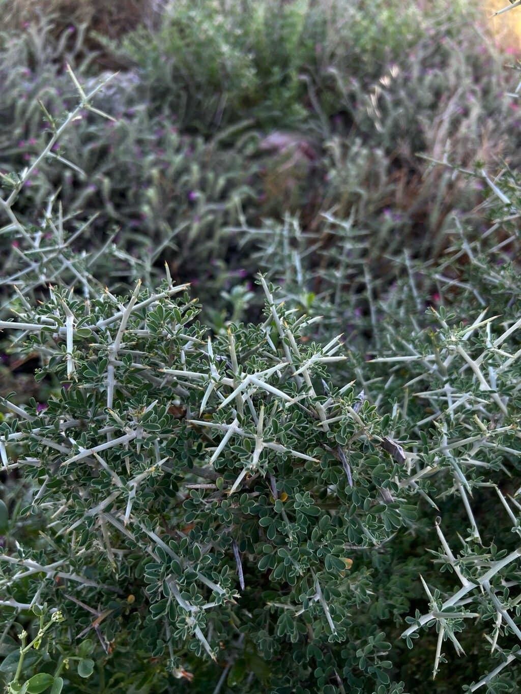 Cytisus intermedius bark