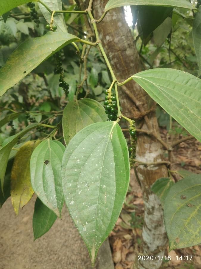 Piper nigrum — search result for 'Piperaceae'