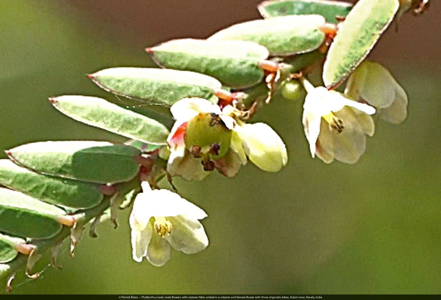Phyllanthus lawii flower