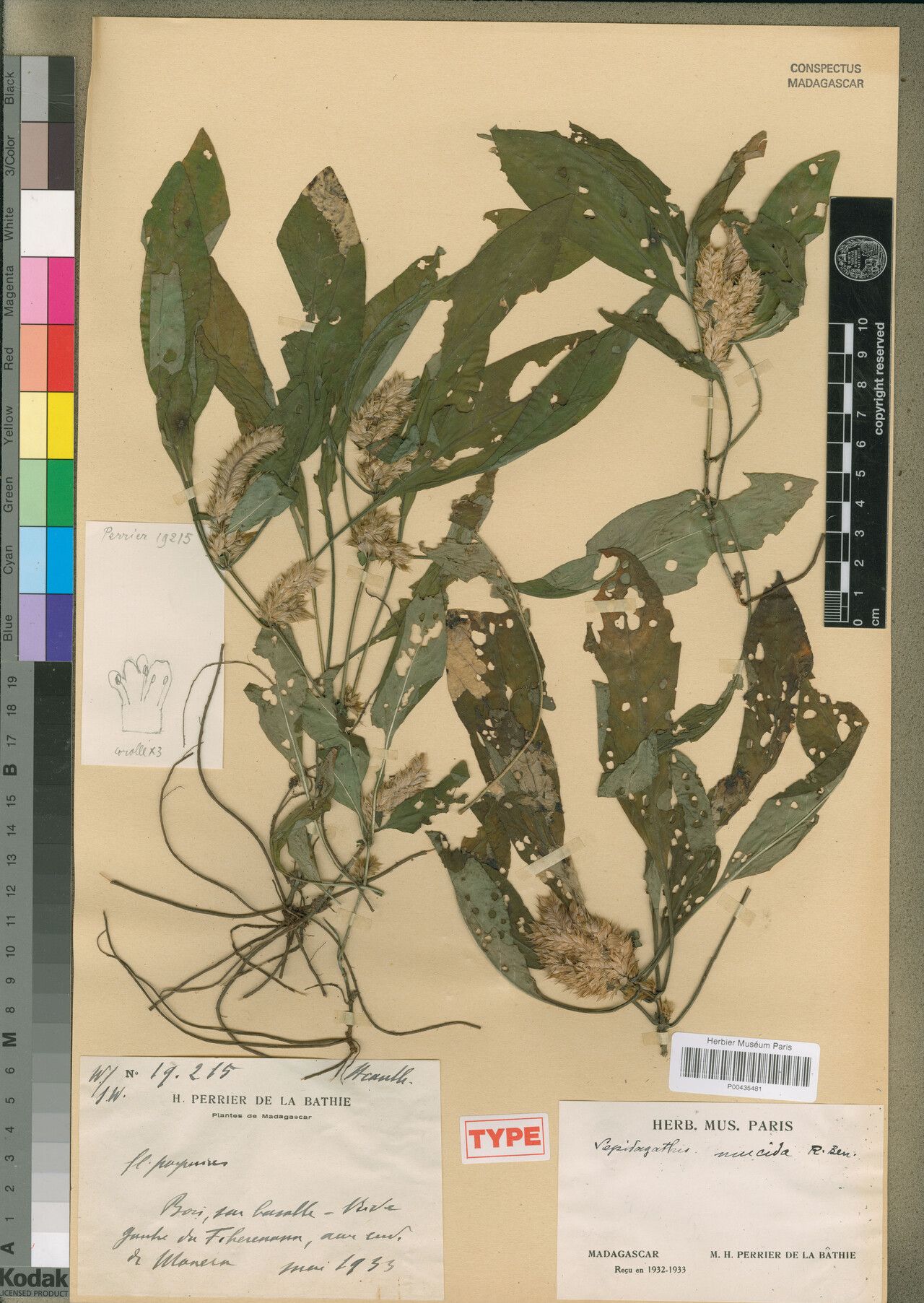 Lepidagathis mucida — houseplant care guide