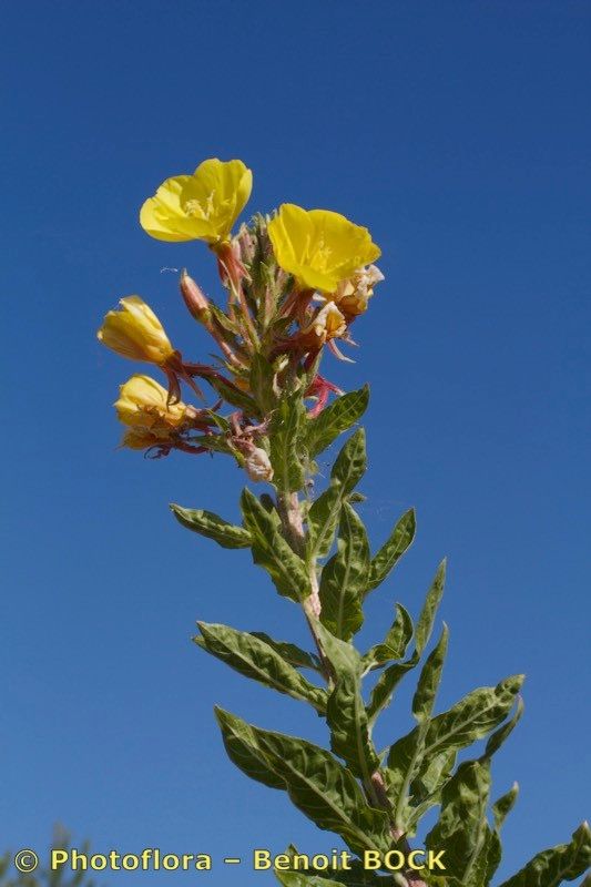 Oenothera velutina other