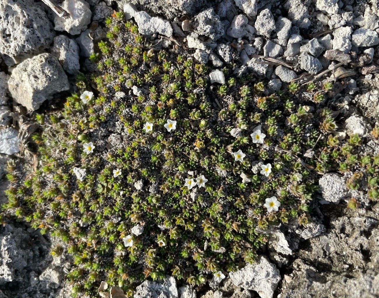 Euploca humifusa flower
