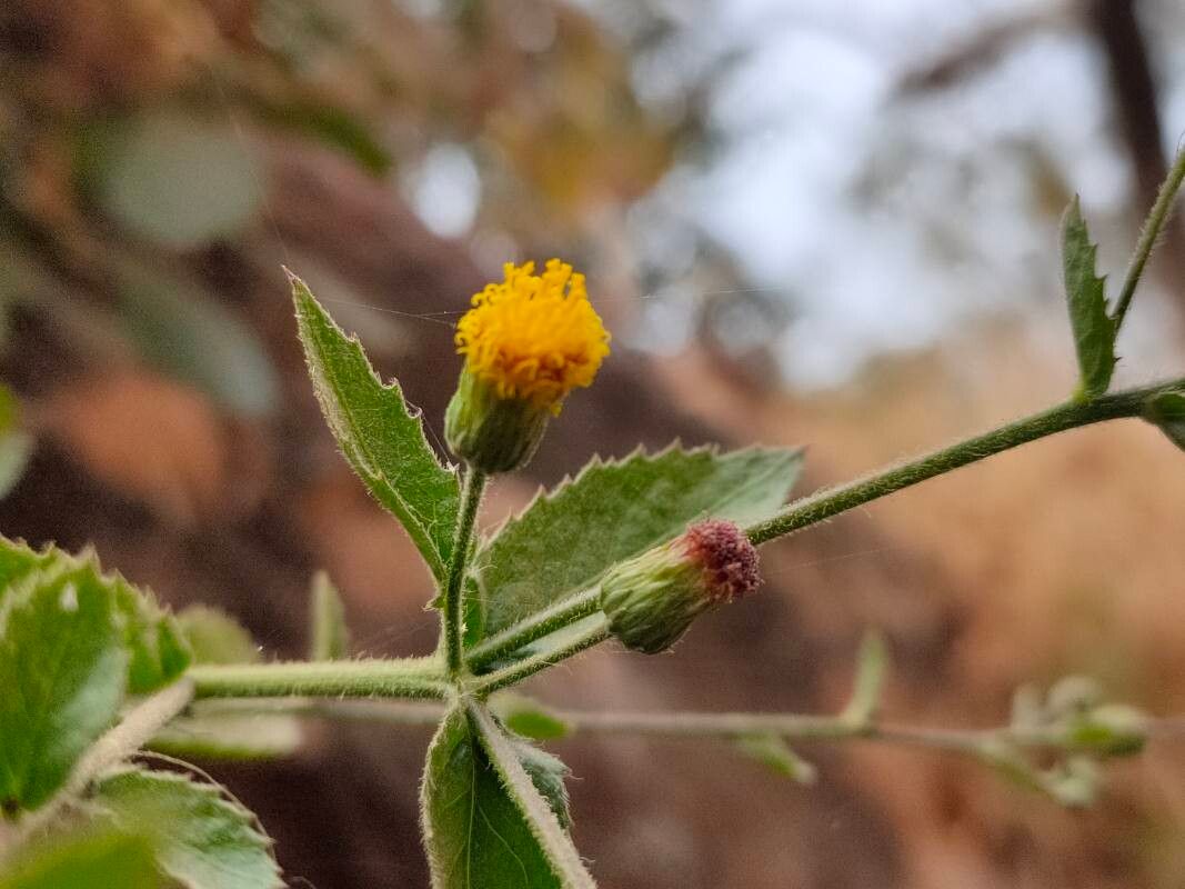 Blumea virens flower