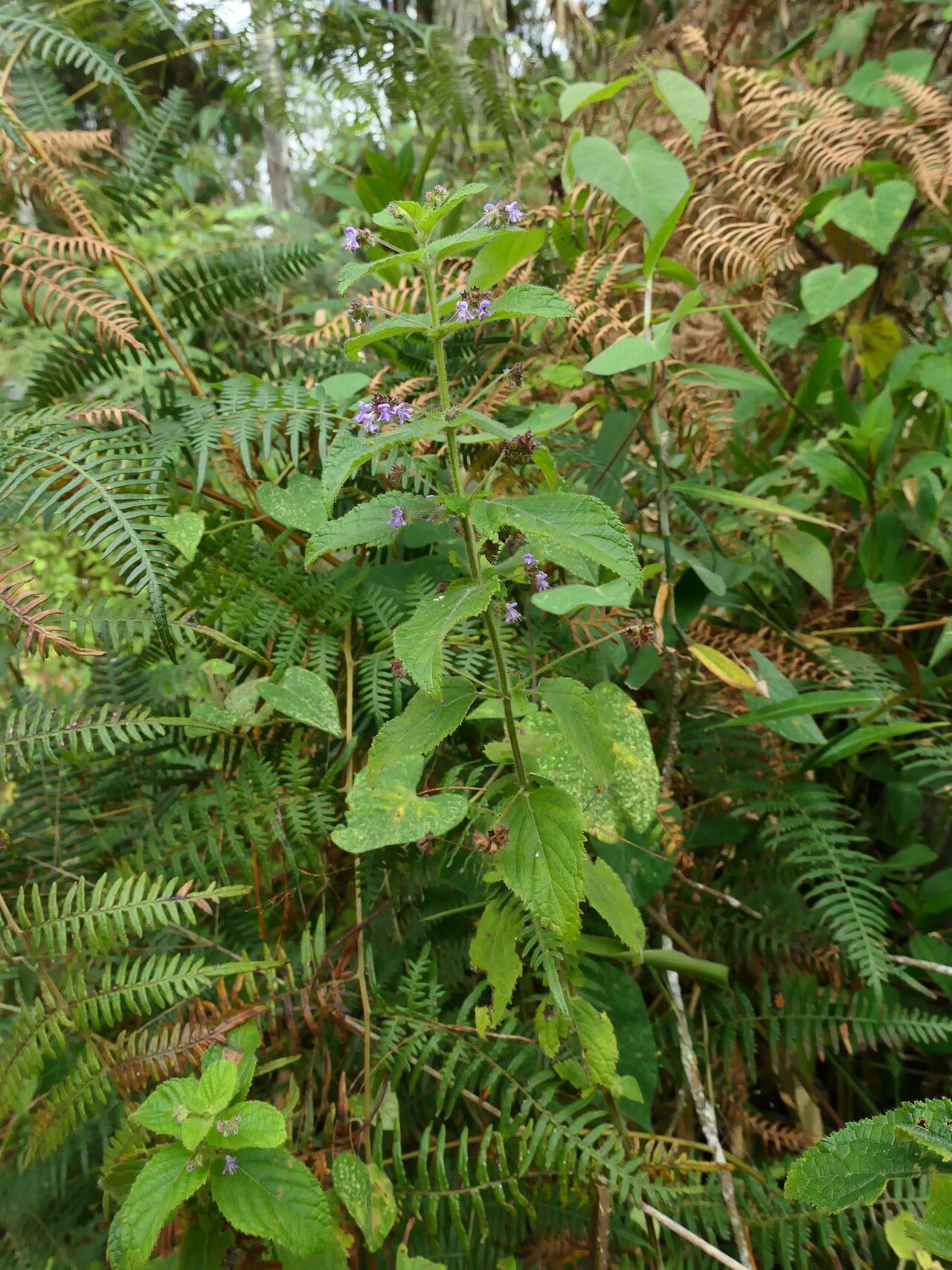 Mesosphaerum sidifolium habit