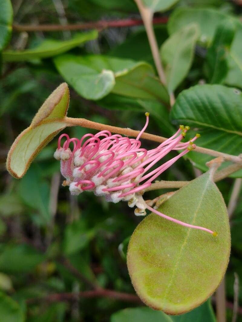 Grevillea macleayana flower