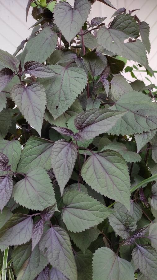 Eupatorium rugosum habit