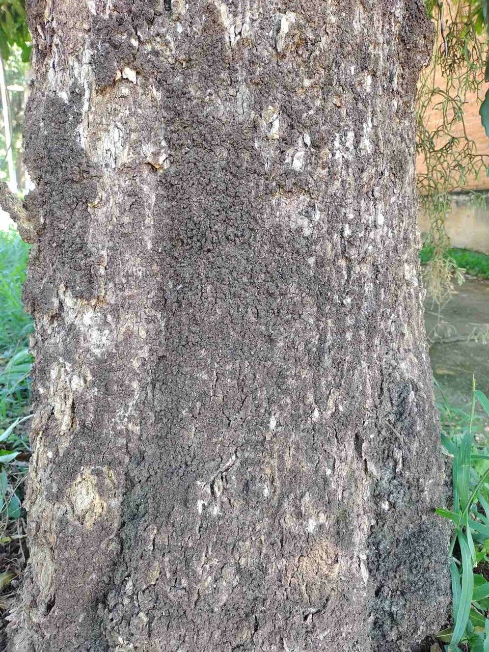 Chrysophyllum gonocarpum bark
