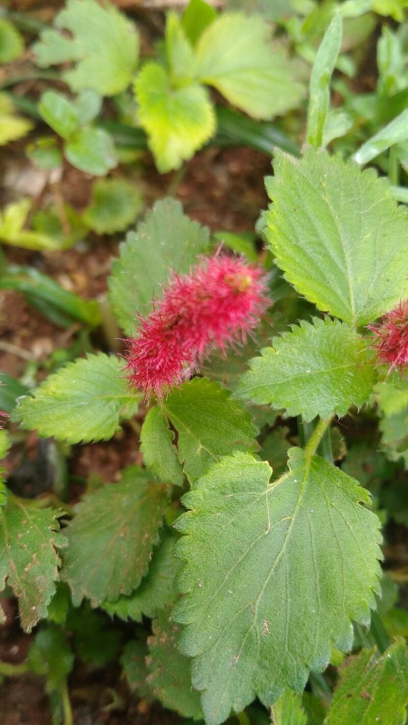 Acalypha herzogiana leaf