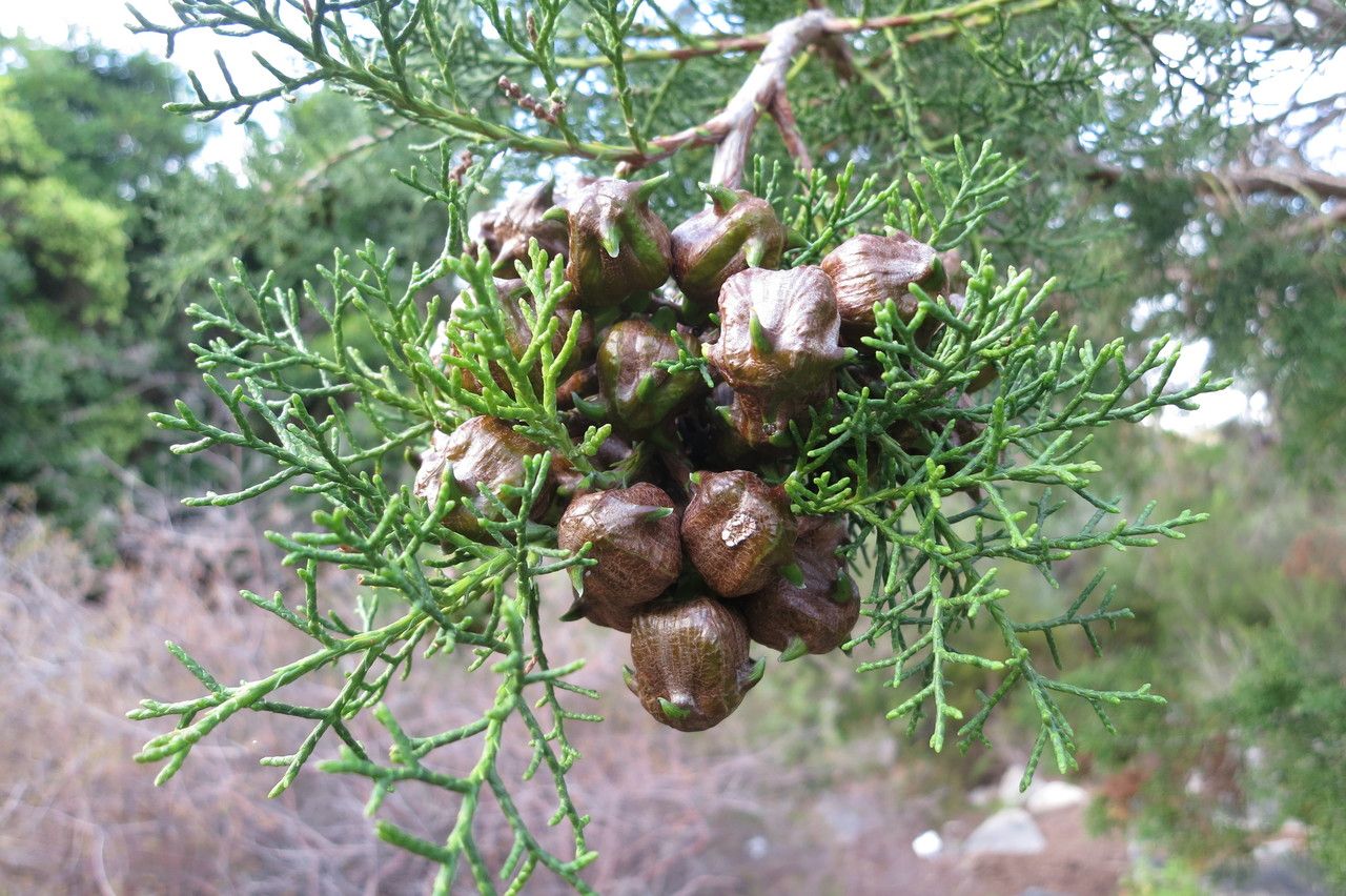 Widdringtonia nodiflora fruit