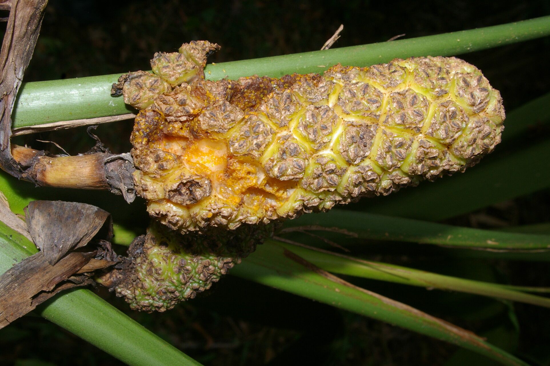 Asplundia stenophylla habit