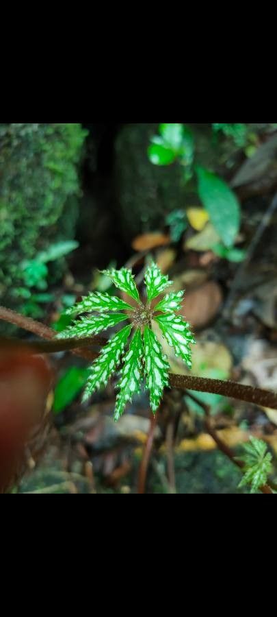 Begonia hemsleyana — search result for 'Begoniaceae'