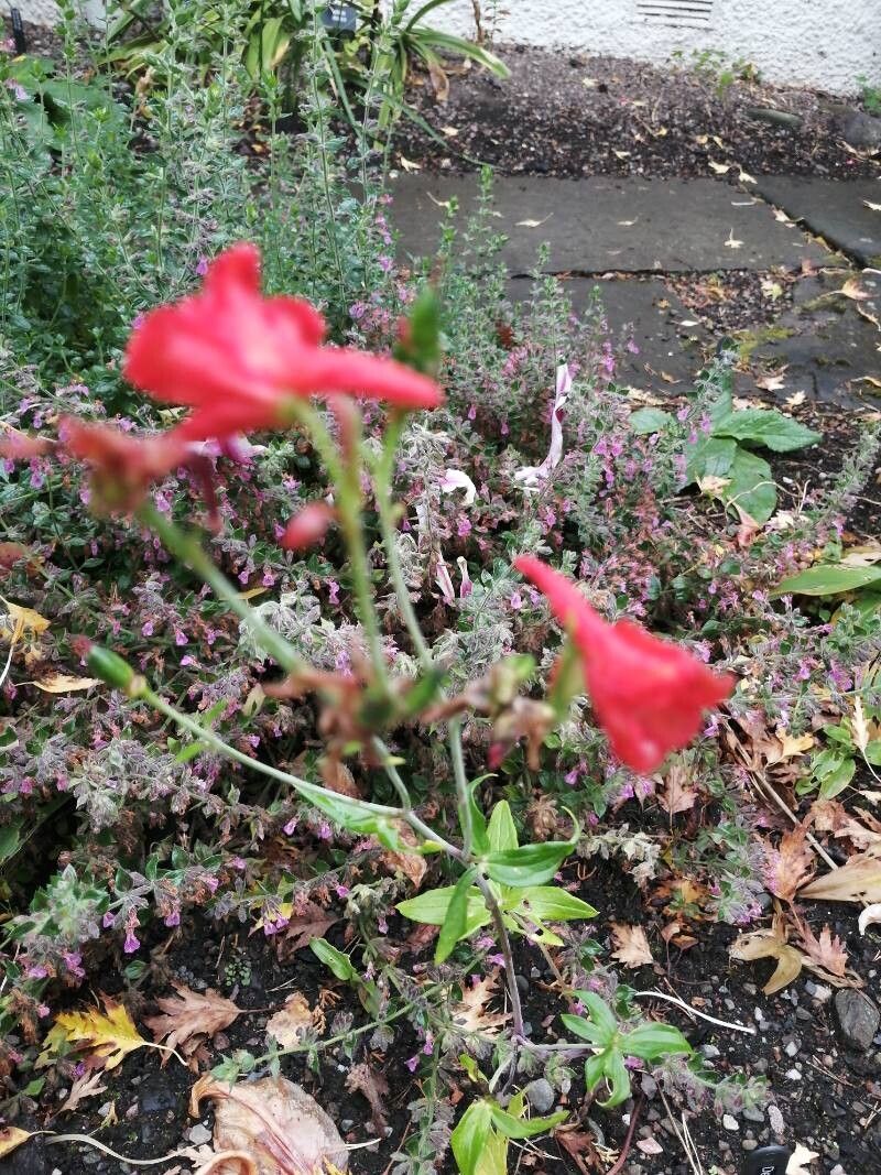 Delphinium nudicaule flower