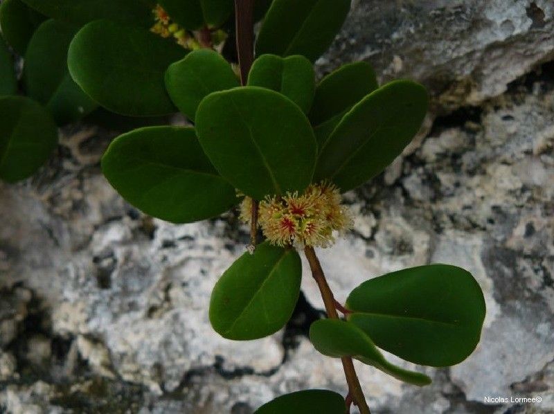 Xylosma orbiculata habit