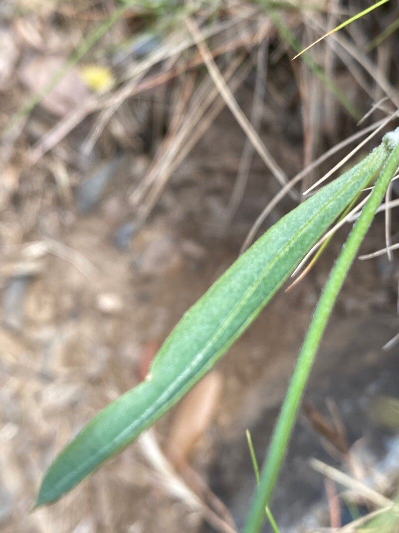 Tolpis umbellata — houseplant care guide