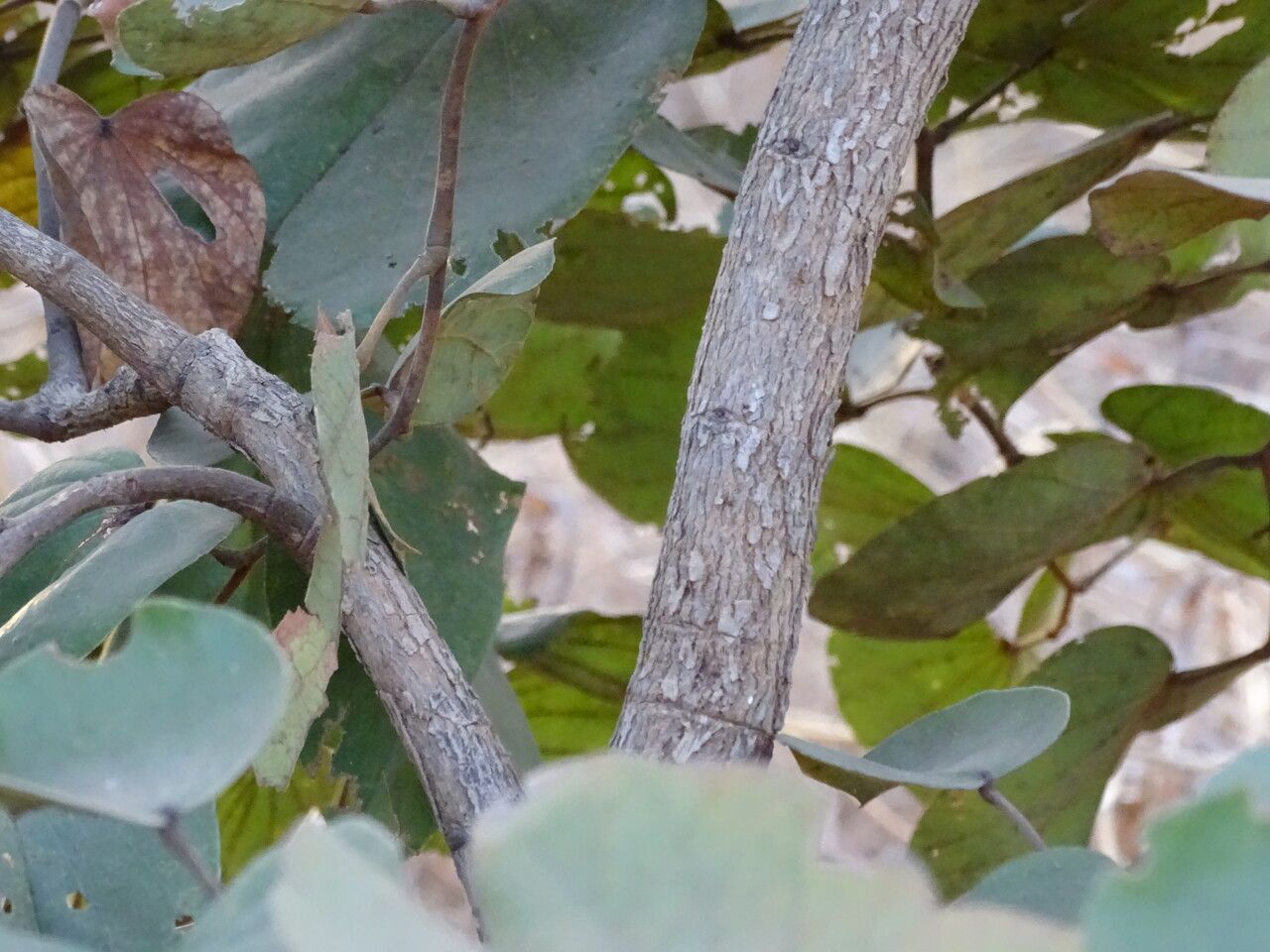 Piliostigma thonningii bark