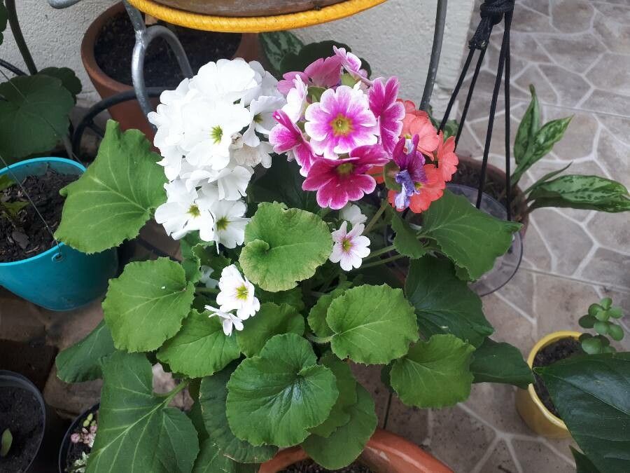 Primula obconica habit