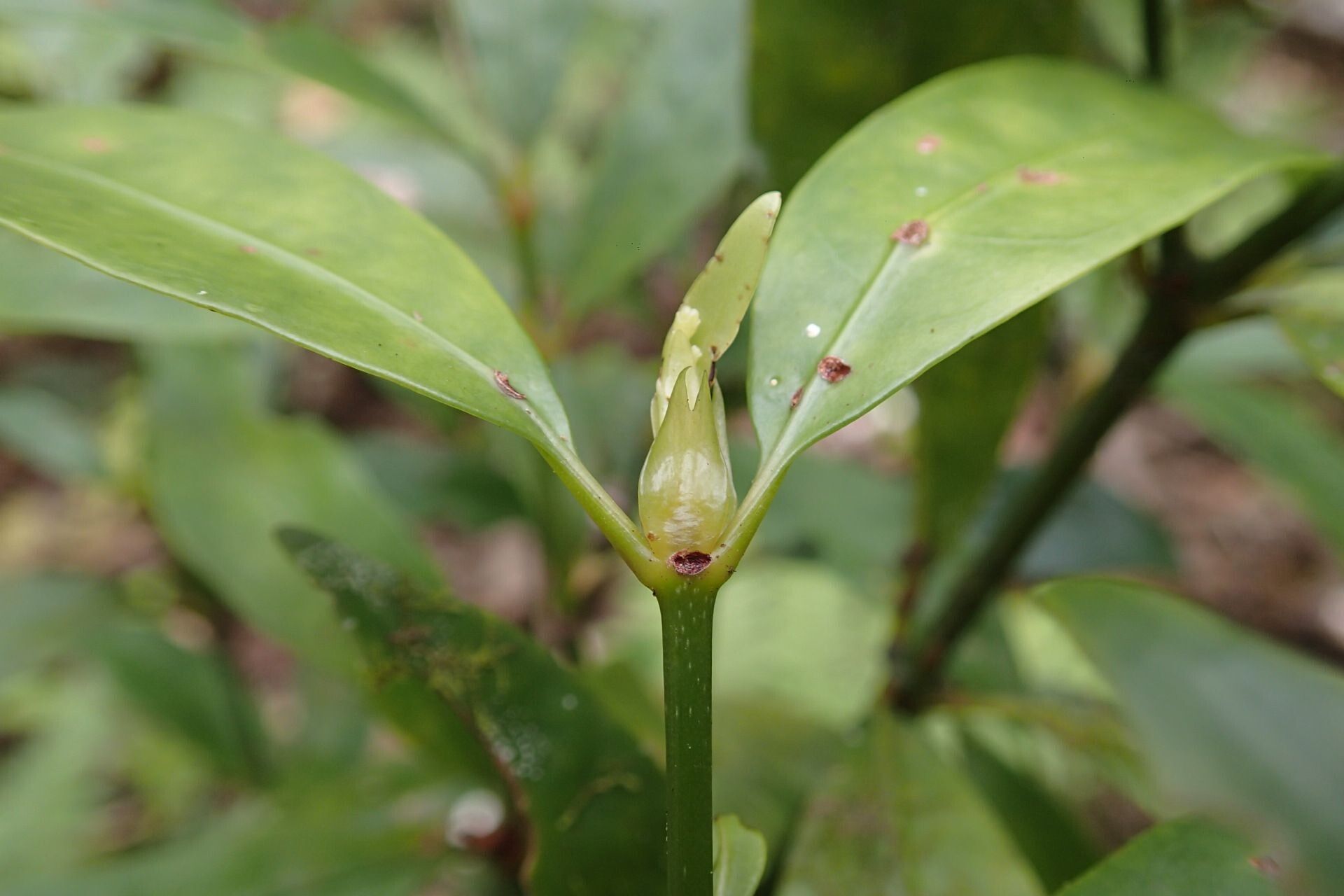 Psychotria goniocarpa bark