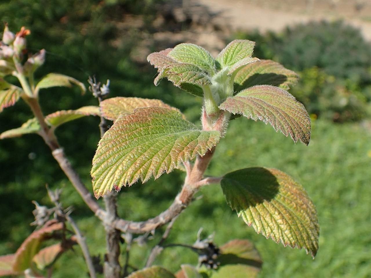 Jamesia americana fruit