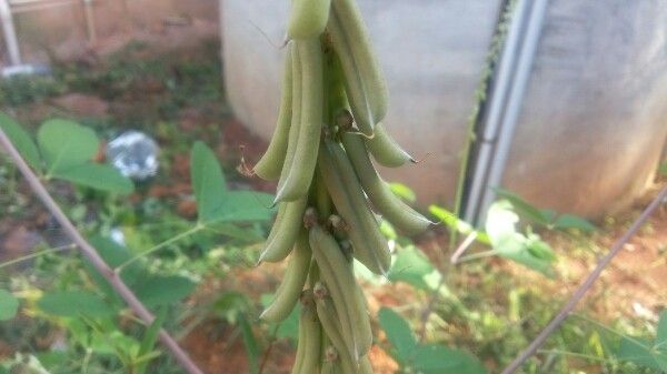 Crotalaria trifoliastrum fruit