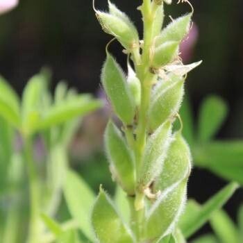 Lupinus ehrenbergii fruit