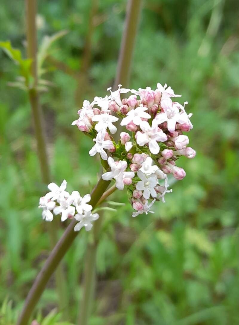 Valeriana laxiflora flower