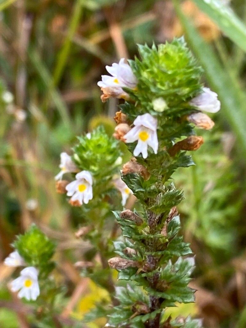 Euphrasia tetraquetra flower