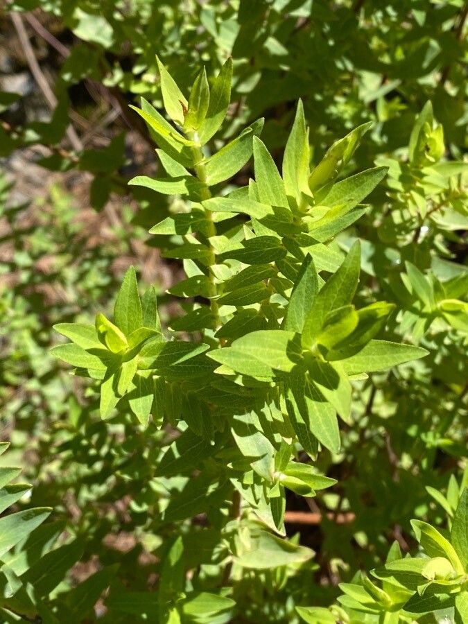 Hypericum reflexum leaf