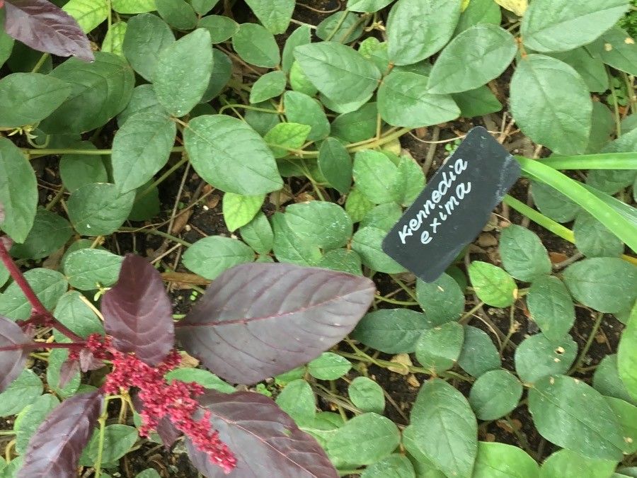 Kennedia eximia — related species from the same genus