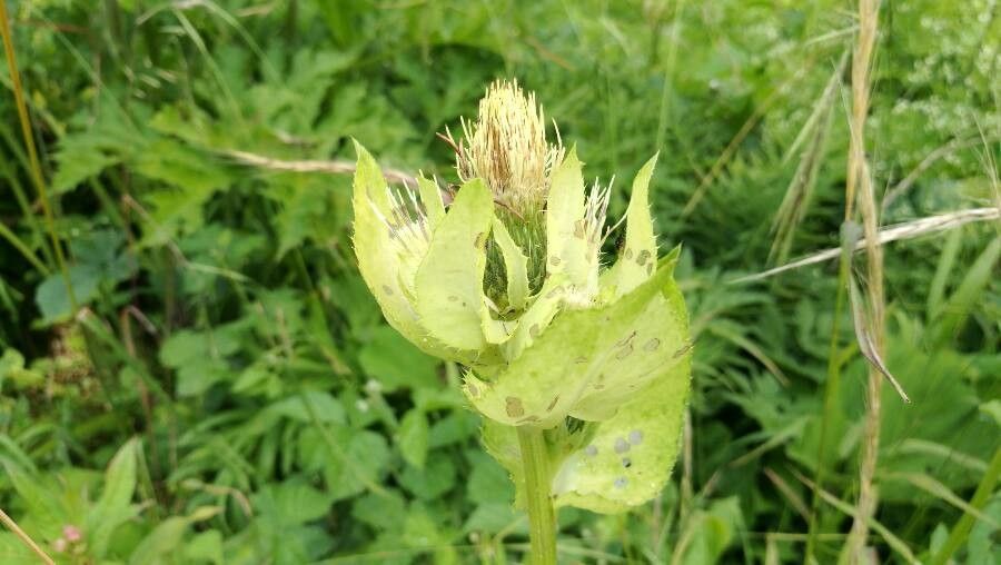 Cirsium oleraceum fruit
