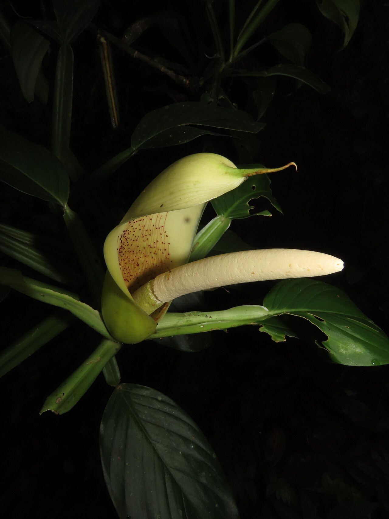 Philodendron aurantiifolium flower