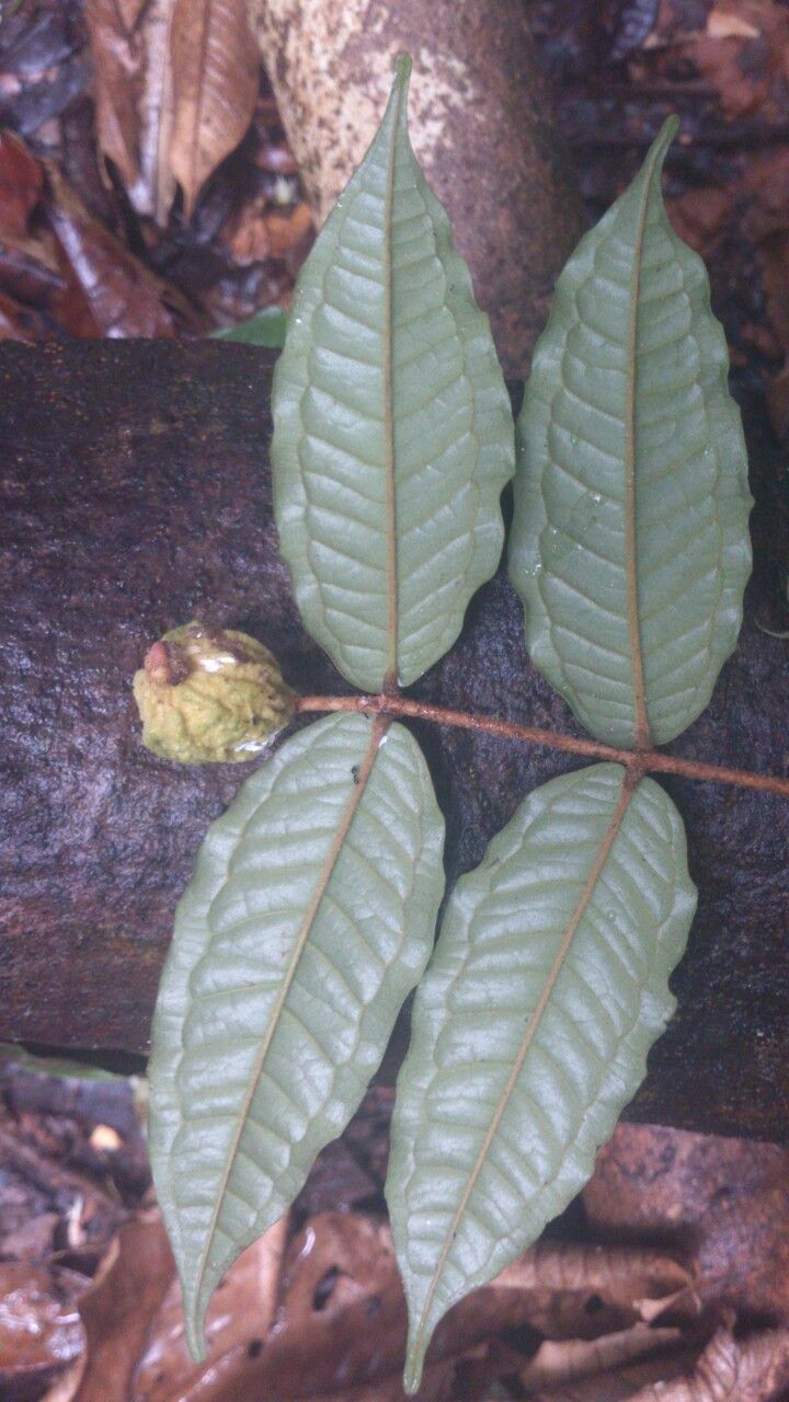 Eugenia earthiana — houseplant care guide