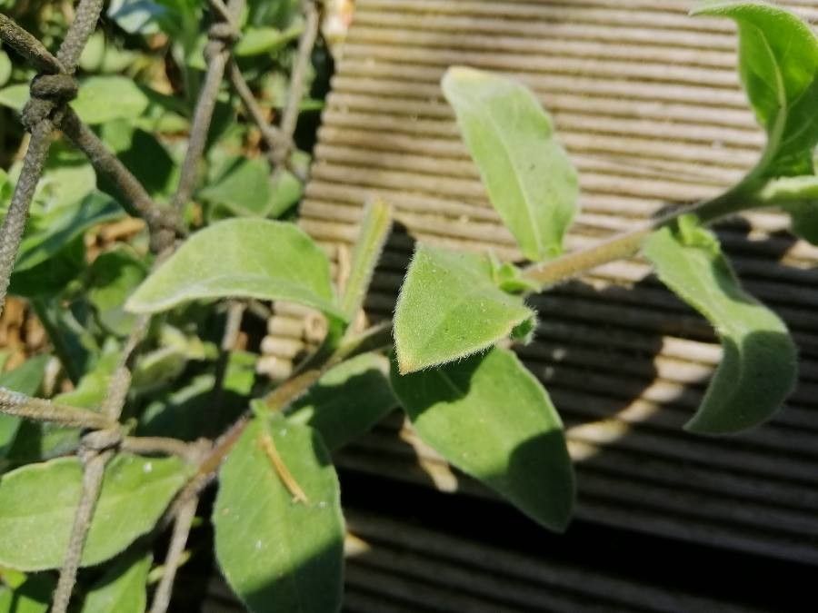 Oenothera drummondii leaf