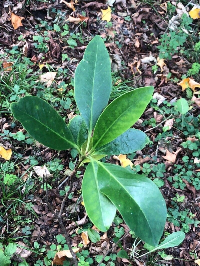 Illicium parvifolium — houseplant care guide