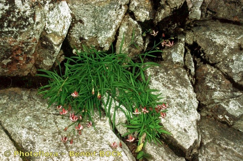 Silene campanula habit
