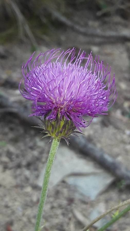 Carduus defloratus flower