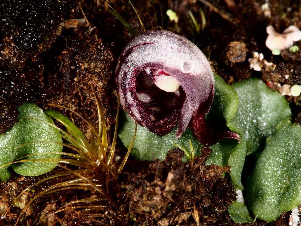 Corybas echinulus — related species from the same genus