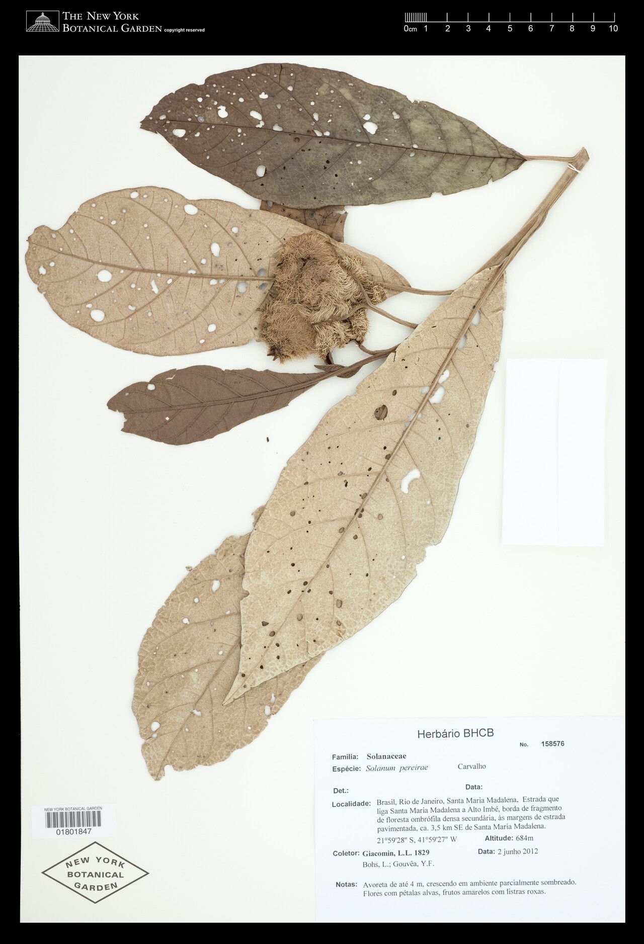 Solanum pereirae — houseplant care guide