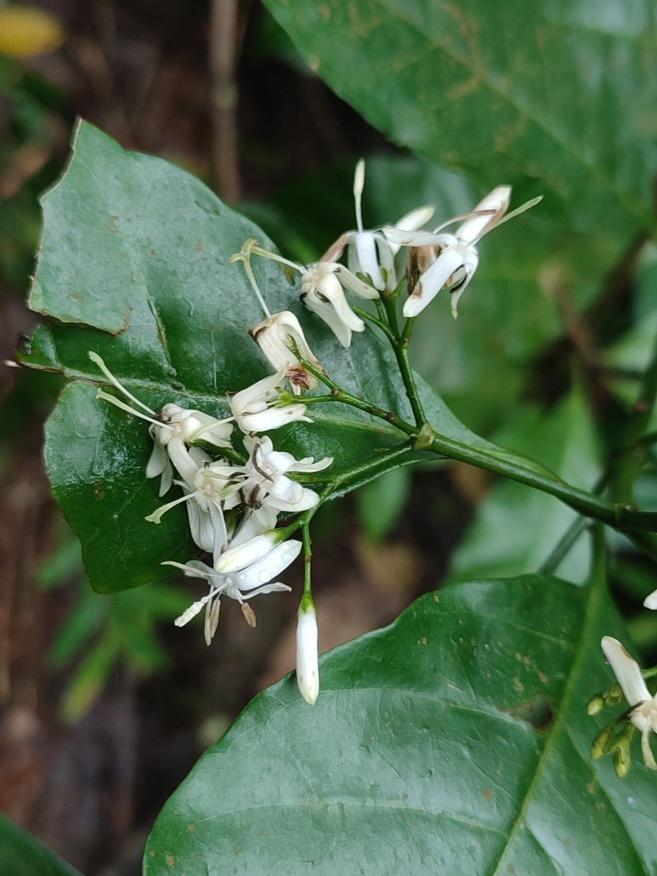 Pavetta monticola flower