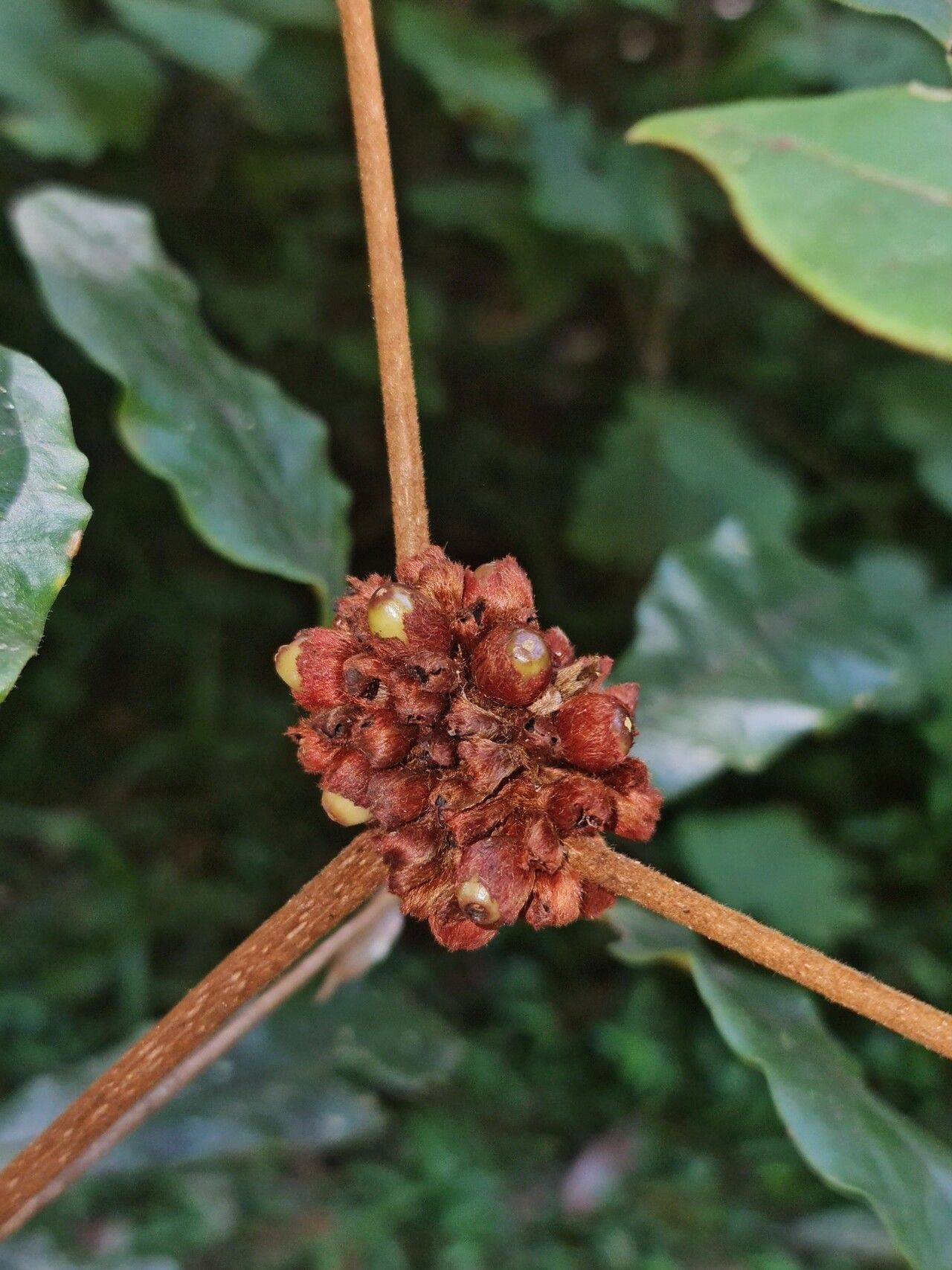 Vitex coursii fruit